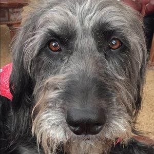 Meet your Posher, Peyton